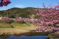 青野川と河津桜
